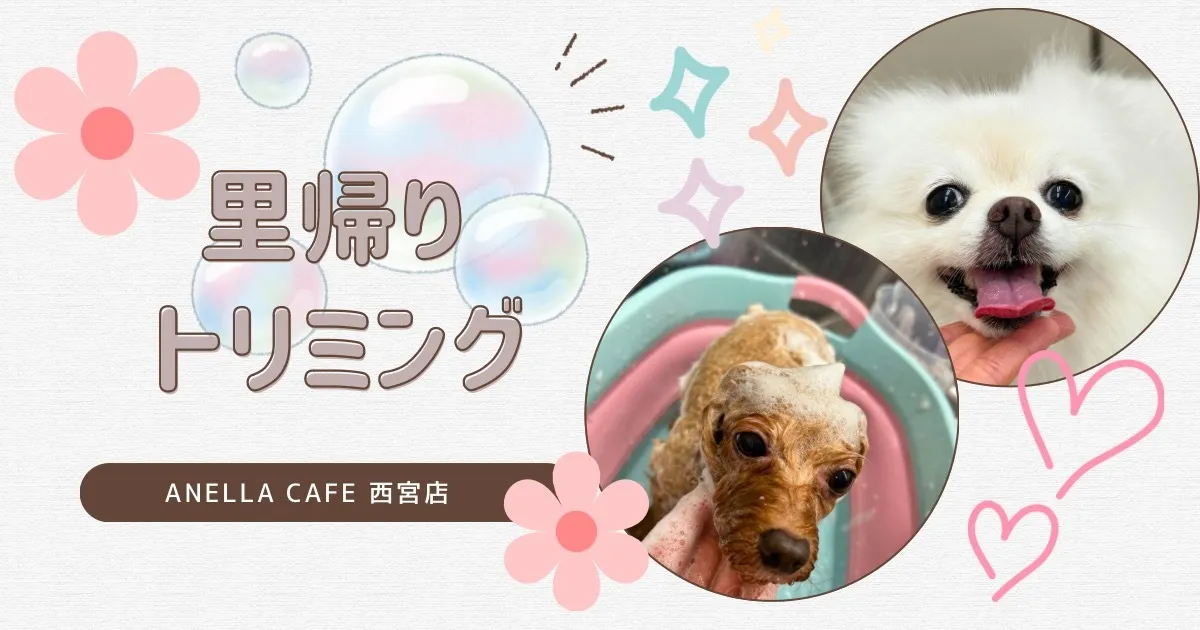 里帰りトリミングでした～♪