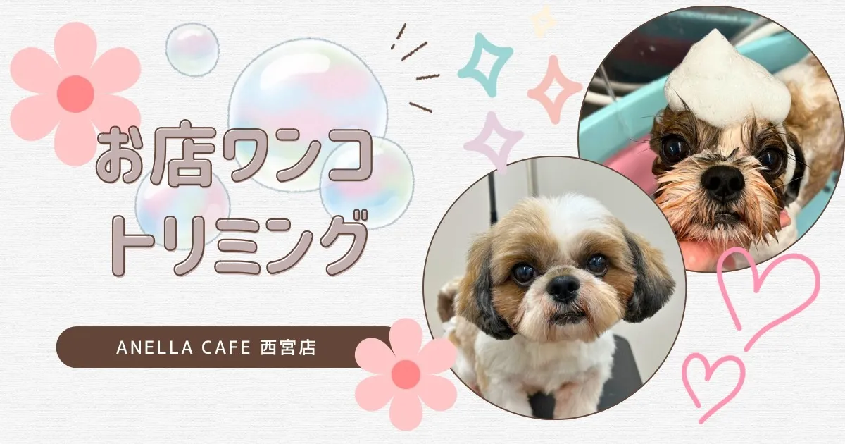 お店わんこのトリミング行いました～♪