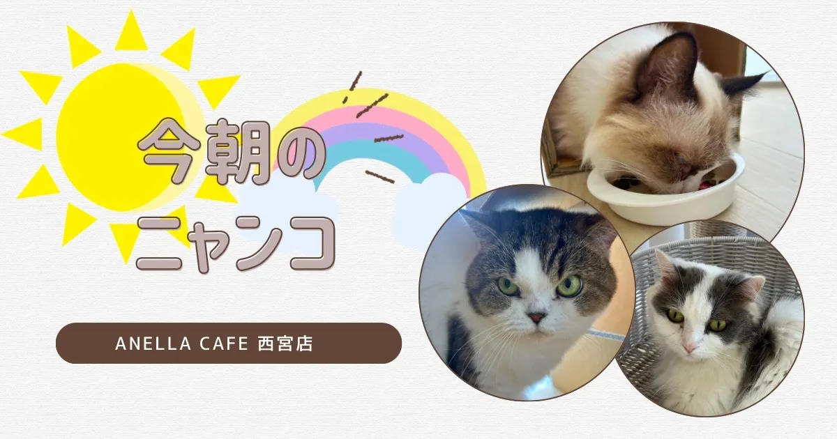 今朝のニャンコ達です♪