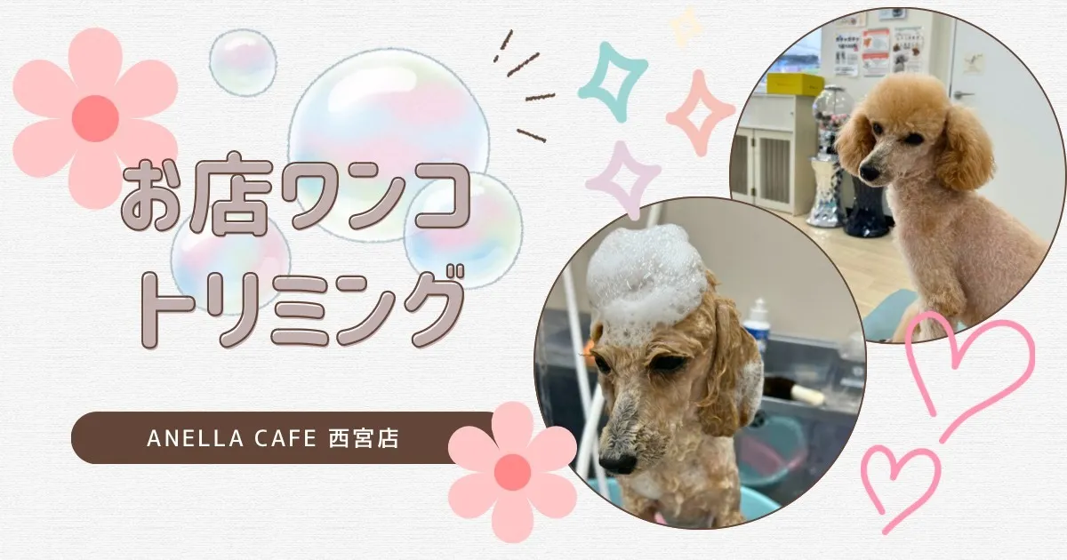 お店わんこのトリミング行いました～♪