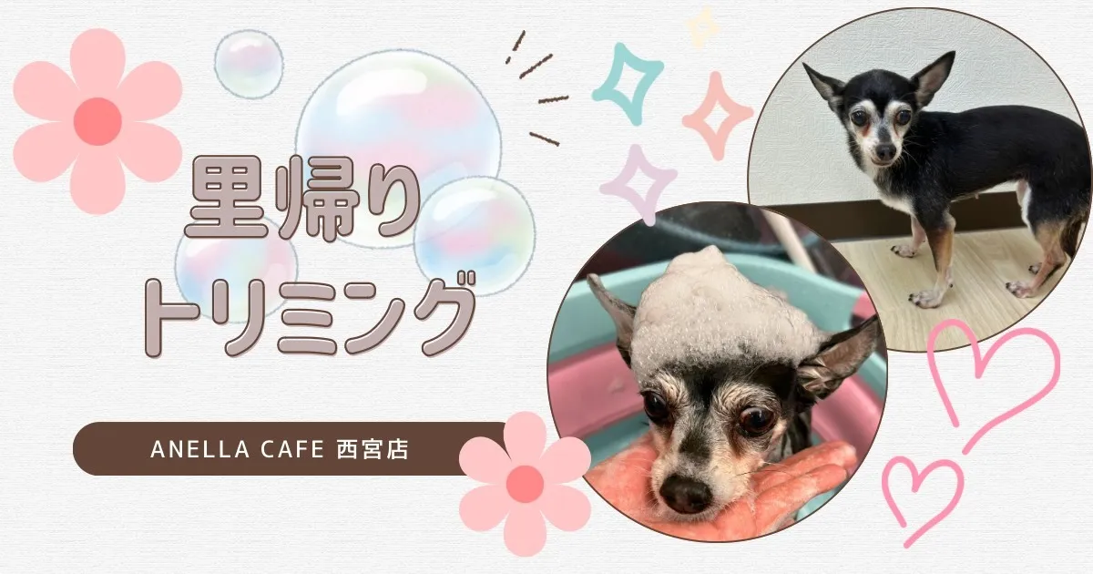 里帰りトリミングでした～♪