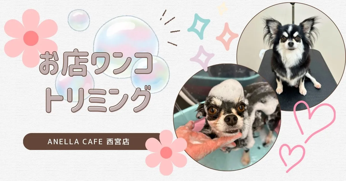 お店わんこのトリミング行いました～♪