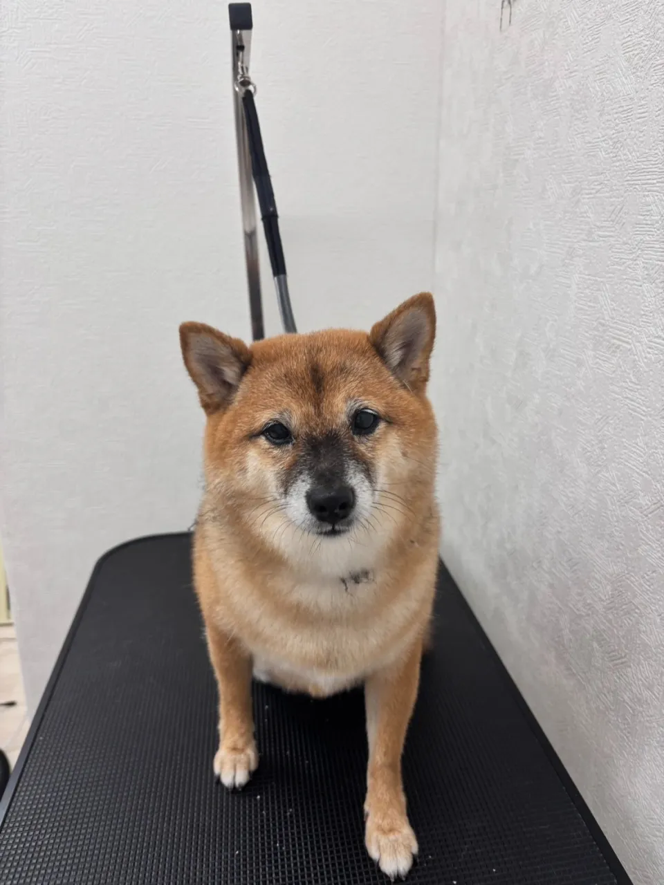 里帰りトリミングでした(^▽^)/
