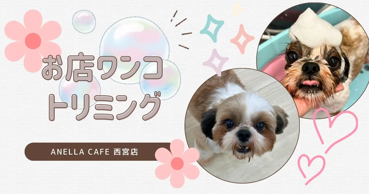 お店ワンコのトリミングしました♪