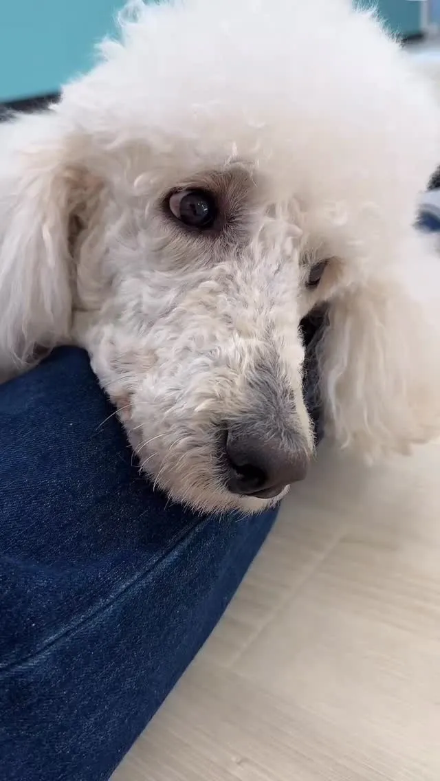 #保護犬カフェ #保護猫カフェ #室内ドッグラン完備 #トリ...